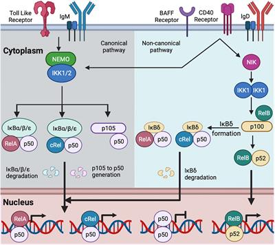 The NFκB signaling system in the generation of B-cell subsets: from germinal center B cells to memory B cells and plasma cells